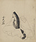 後鳥羽院本三十六歌仙絵　小大君（模本）