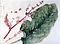 賀来飛霞植物写生図　タニワタシ図
