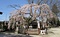 乃木神社のシダレザクラ