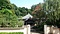 国分寺のコウヤマキ