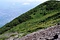 後方羊蹄山の高山植物帯