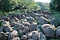 吉部の大岩郷