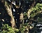 瓜生野八幡のクスノキ群