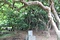 佐多旧薬園