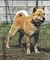北海道犬