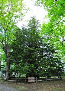 黄金水松