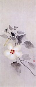 白芙蓉
