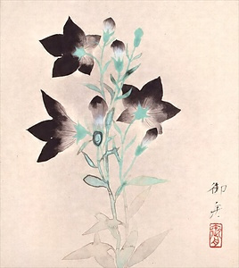 桔梗