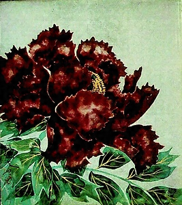 野芹一束（牡丹）