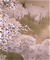 小雨ふる吉野