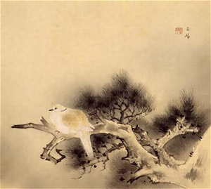 斑鳩