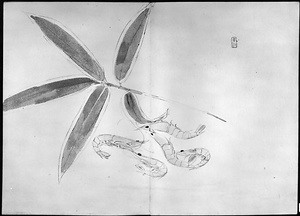 画帖(熊笹、笹ニヱビ、蛤、添竹、芍薬の花模写) 