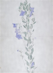 画帖(白百合、桔梗、女郎花、檜葉模写) 