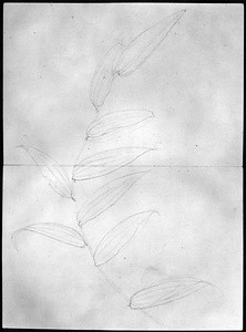 画帖(白百合、桔梗、女郎花、檜葉模写) 