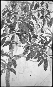 画帖(春禽趁晴写生、椿、ヒヨ) 