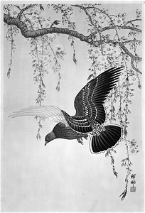 [雉鳩と枝垂れ桜]