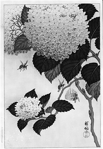 [紫陽花]