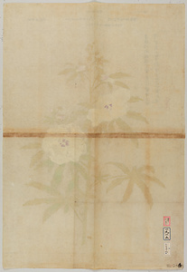探幽／黄蜀葵図 