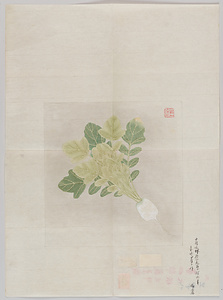 廷暉／大根図