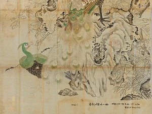 呂紀／牡丹ニ孔雀図 