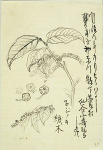[綟木（ネジノキ）下図]