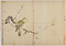探幽／桃ニ孔雀鳩図