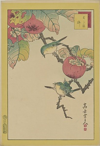 生写四十八鷹・目じろ　柿
