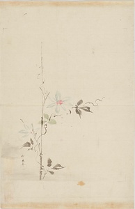 探幽／黄蜀葵 鉄線花 蓮葉ニ貝図 