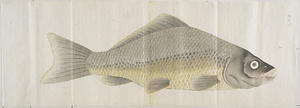 鯉魚 雌