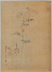 探幽／菊図