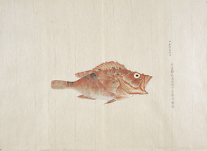 アカウカサゴ