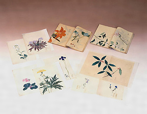 植物図絵