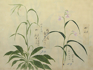 植物図絵 しょくぶつずえ