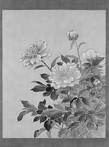 芍薬 