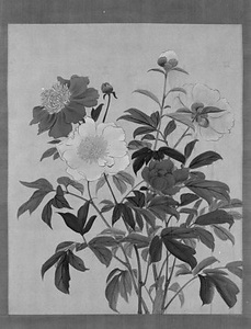 芍薬 