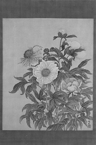 芍薬