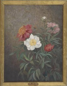 芍薬