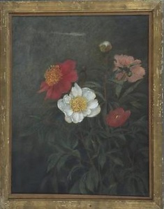 芍薬