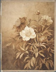 芍薬