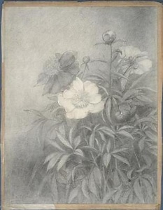 芍薬