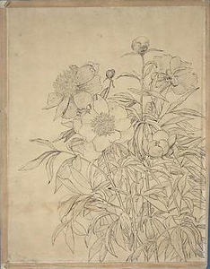 芍薬