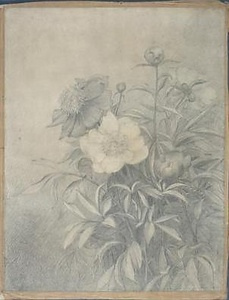 芍薬