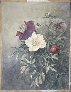 芍薬
