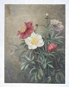 芍薬