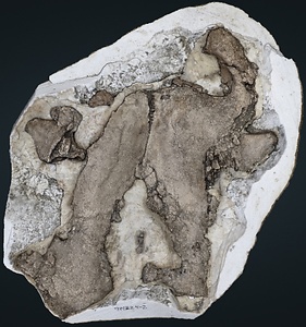 ナウマンゾウ　頭蓋骨