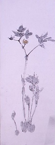 水墨金彩山芍薬図