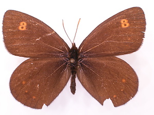 ジャノメチョウ