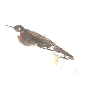 アカエリヒレアシシギ