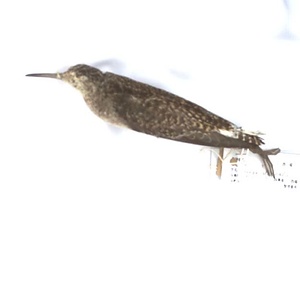 タカブシギ