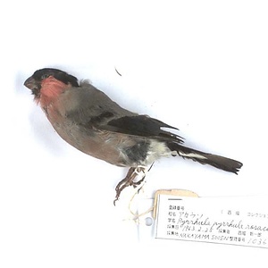 アカウソ